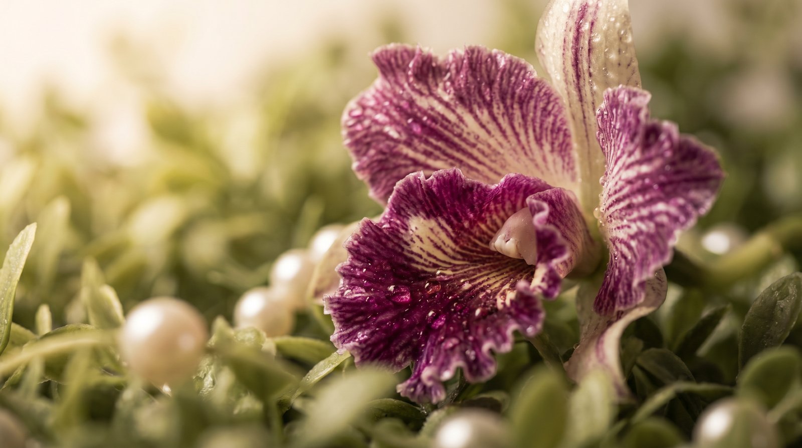 蜜芽视频-珍稀兰花品种鉴赏视频教程